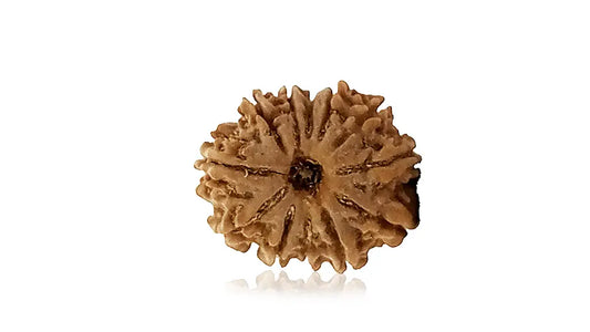 12 Mukhi Rudraksha