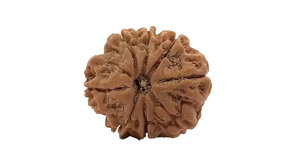 8 Mukhi Rudraksha