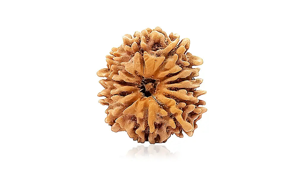 12 Mukhi Rudraksha