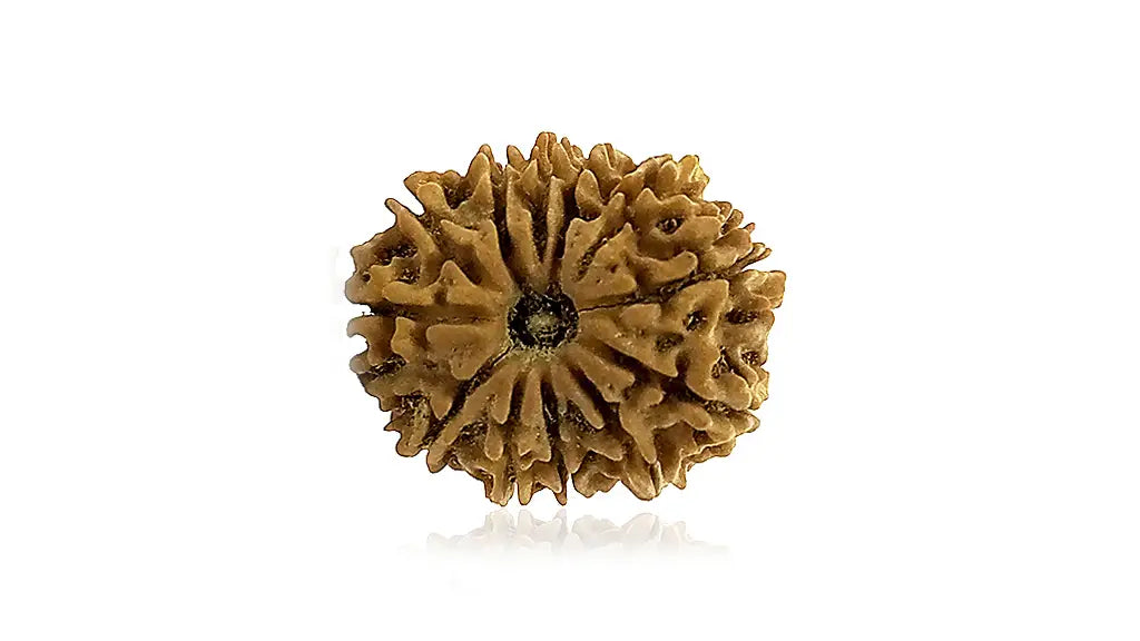12 Mukhi Rudraksha