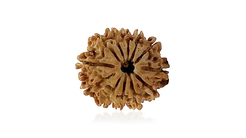 12 Mukhi Rudraksha
