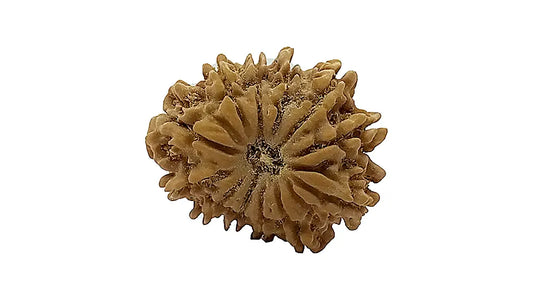 12 Mukhi Rudraksha