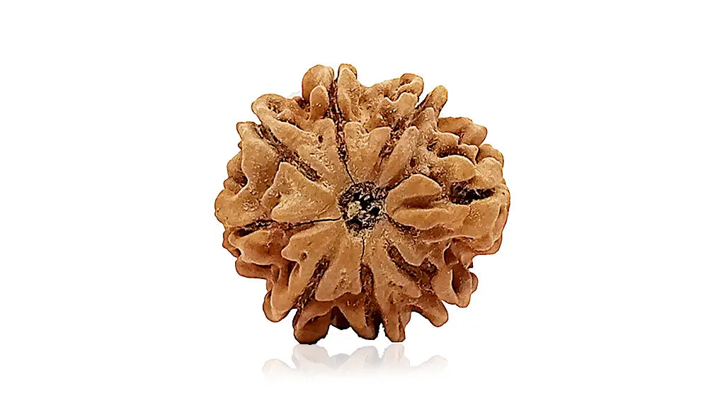 8 Mukhi Rudraksha