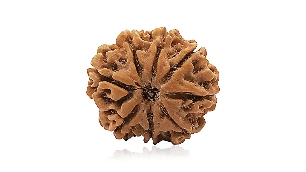 8 Mukhi Rudraksha