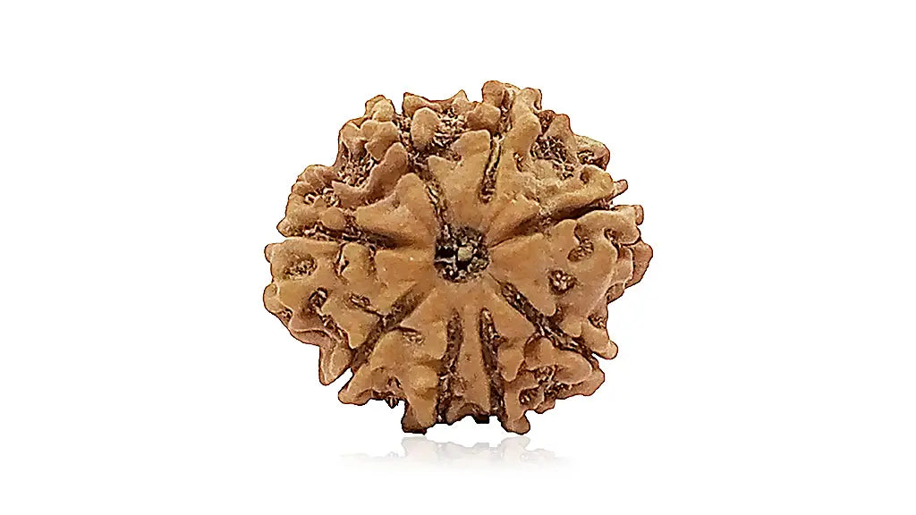 8 Mukhi Rudraksha