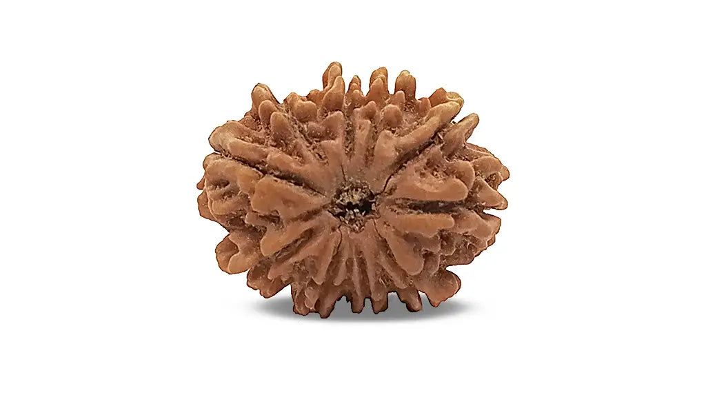 10 Mukhi Rudraksha