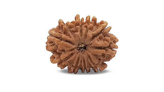 10 Mukhi Rudraksha