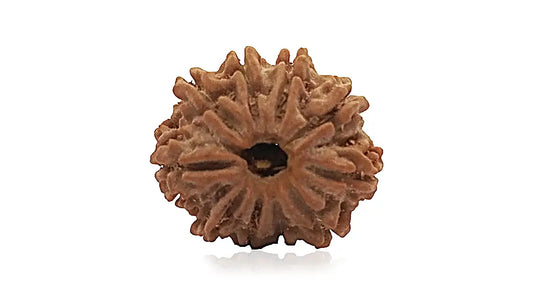 10 Mukhi Rudraksha