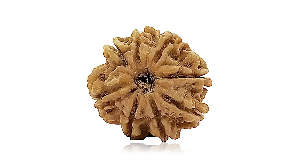 8 Mukhi Rudraksha