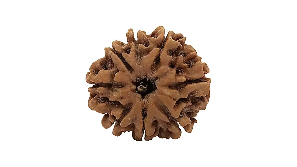 8 Mukhi Rudraksha