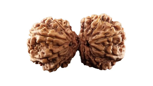 12 Mukhi Gauri Shankar Rudraksha