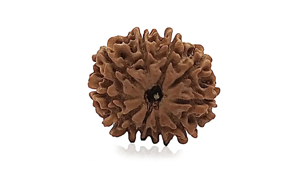 10 Mukhi Rudraksha