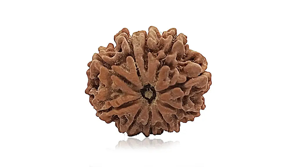 10 Mukhi Rudraksha