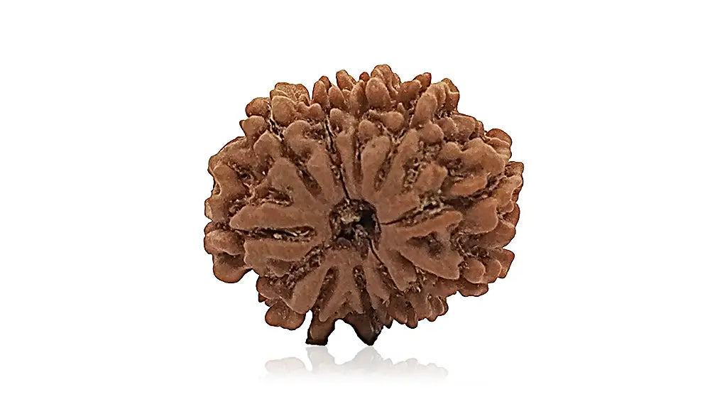 10 Mukhi Rudraksha