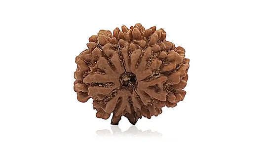 10 Mukhi Rudraksha