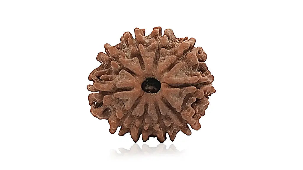 10 Mukhi Rudraksha