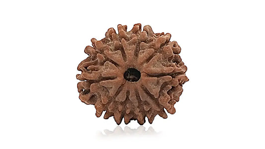 10 Mukhi Rudraksha