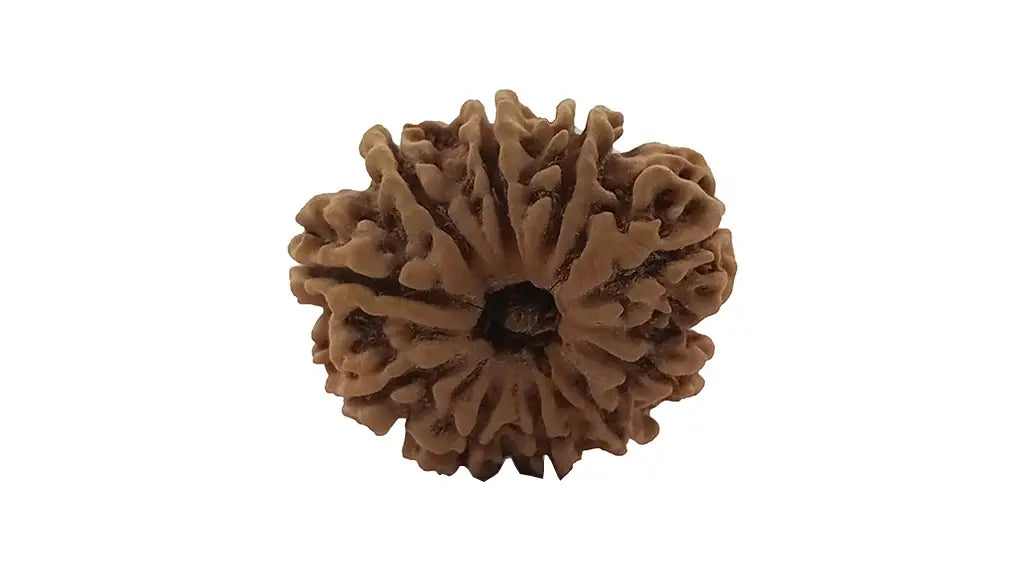10 Mukhi Rudraksha