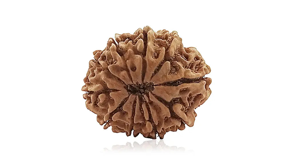10 Mukhi Rudraksha