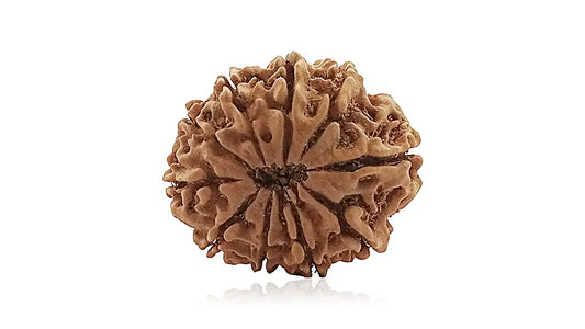 10 Mukhi Rudraksha