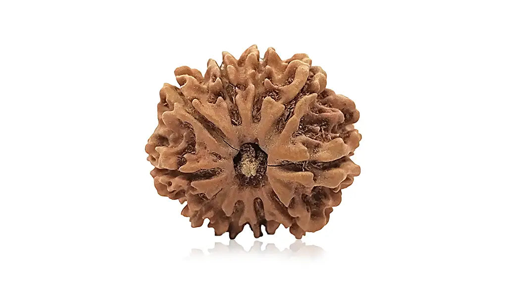 10 Mukhi Rudraksha