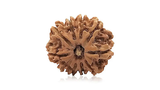 10 Mukhi Rudraksha