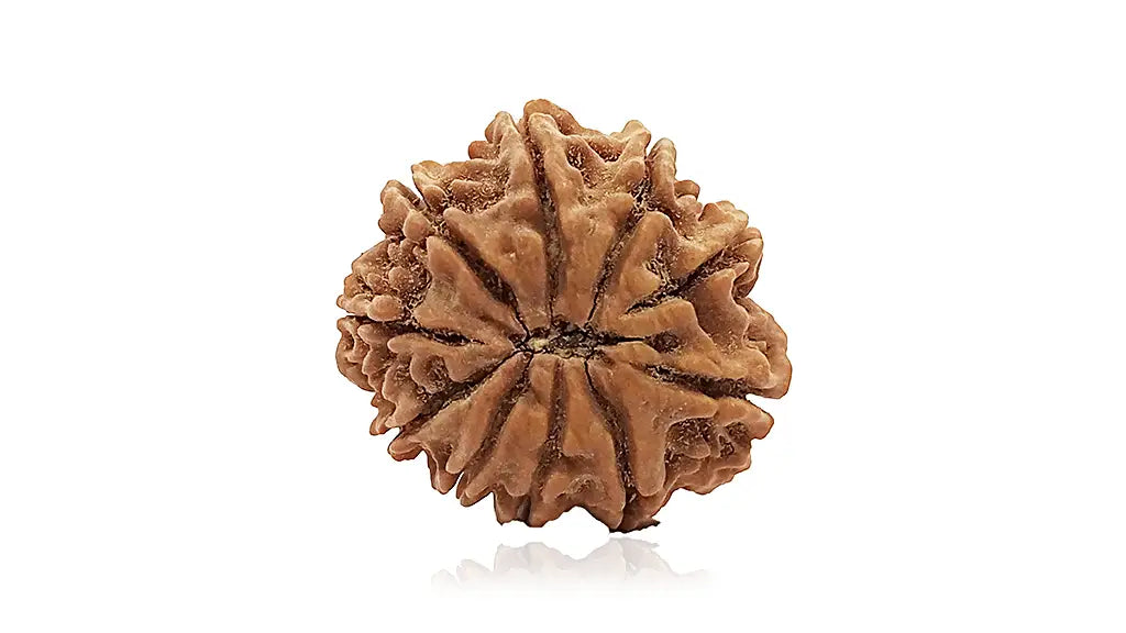 10 Mukhi Rudraksha