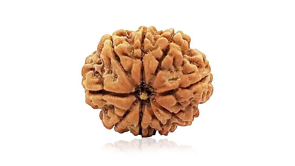 9 Mukhi Rudraksha