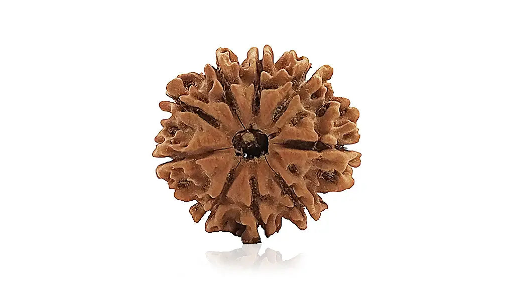 9 Mukhi Rudraksha