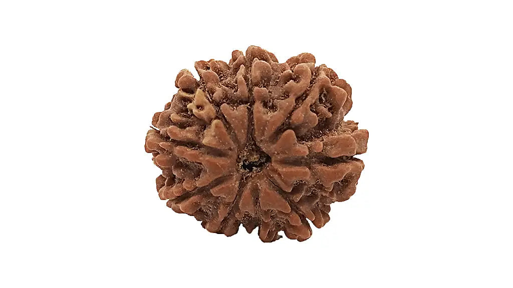 9 Mukhi Rudraksha
