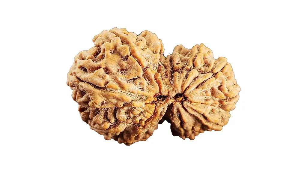 13 Mukhi Gauri Shankar Rudraksha