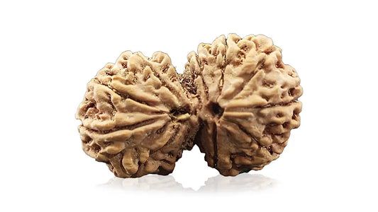 13 Mukhi Gauri Shankar Rudraksha