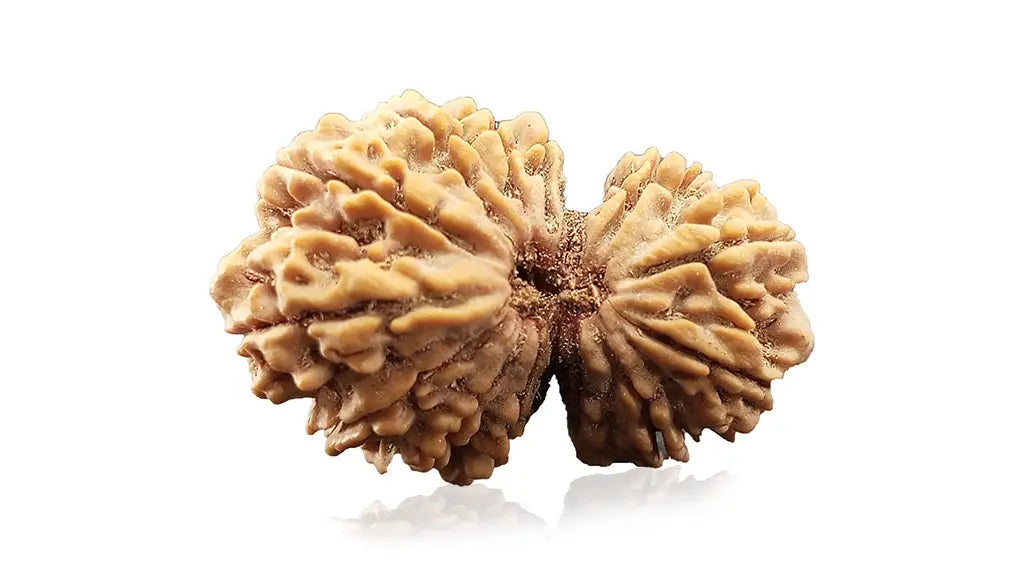 13 Mukhi Gauri Shankar Rudraksha