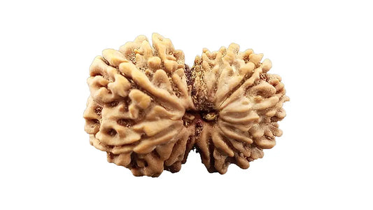 13 Mukhi Gauri Shankar Rudraksha