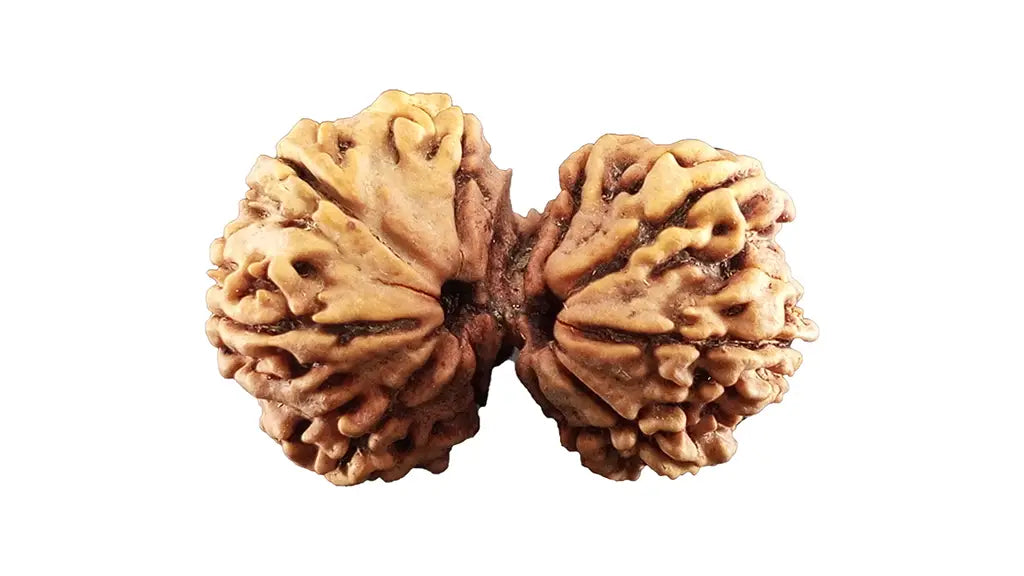 12 Mukhi Gauri Shankar Rudraksha