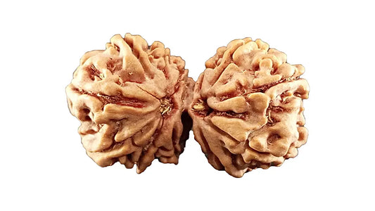 12 Mukhi Gauri Shankar Rudraksha