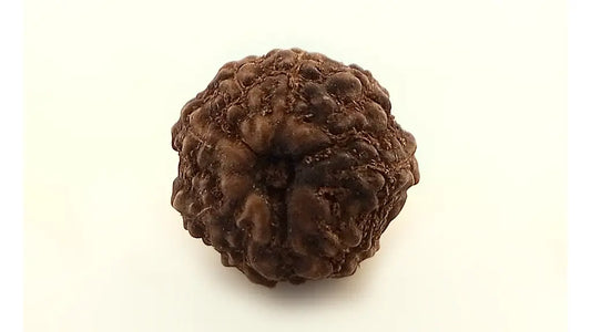 8 Mukhi Rudraksha