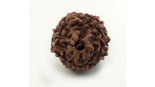 8 Mukhi Rudraksha