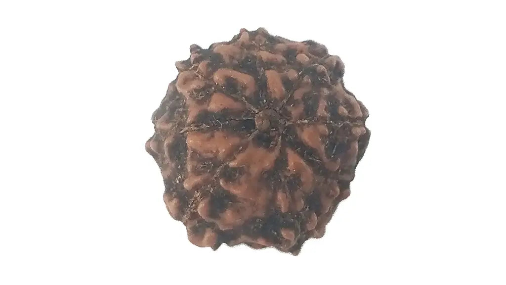 8 Mukhi Rudraksha