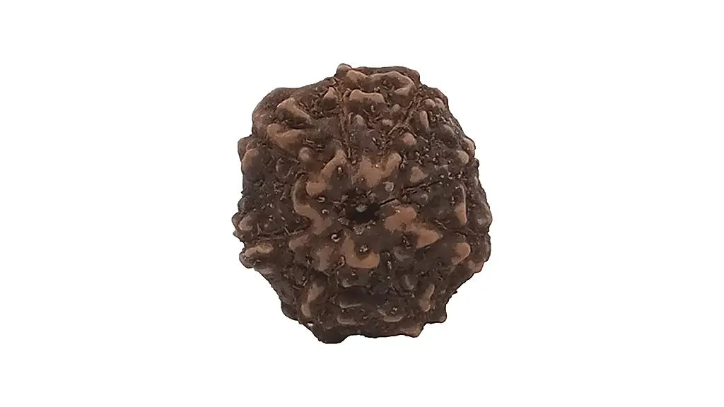 8 Mukhi Rudraksha