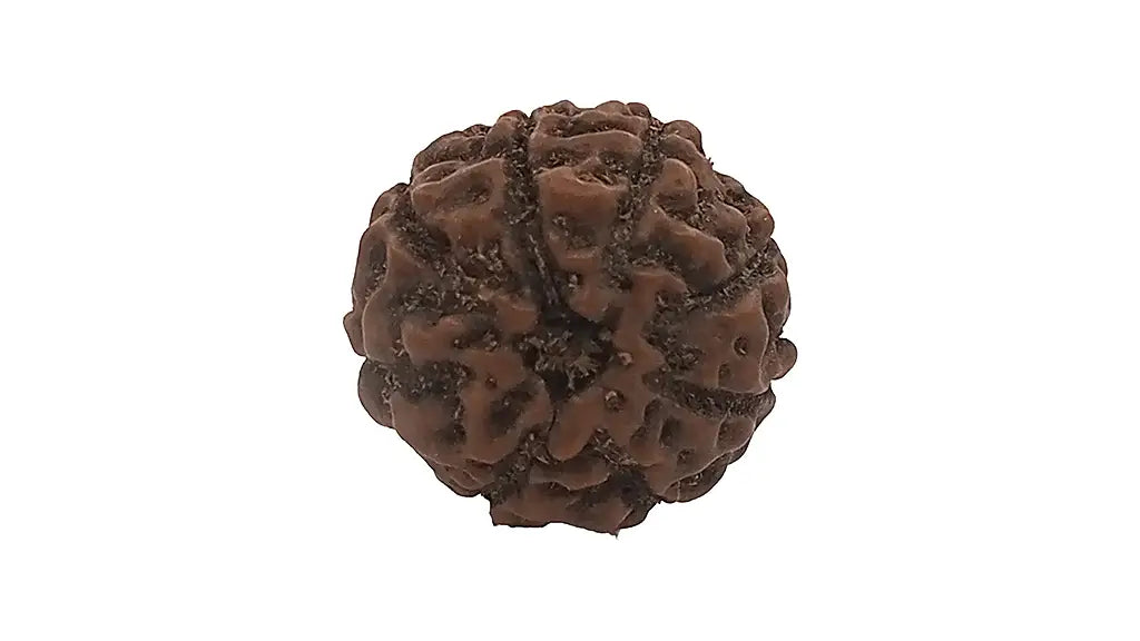 8 Mukhi Rudraksha