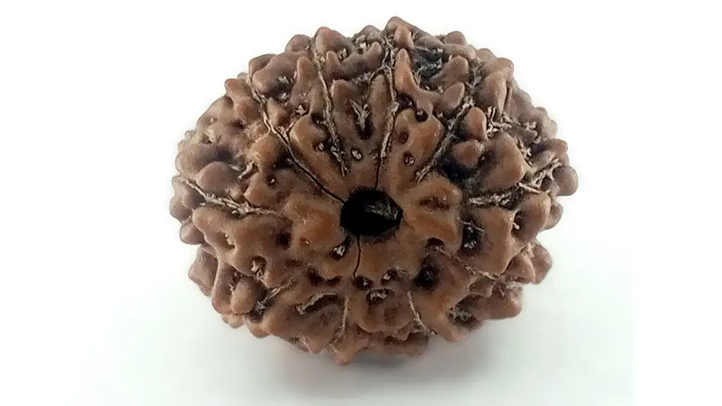 10 Mukhi Rudraksha