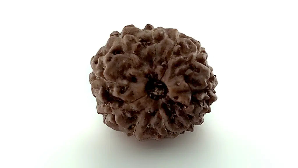 10 Mukhi Rudraksha