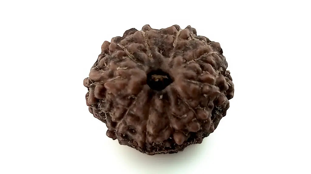 10 Mukhi Rudraksha