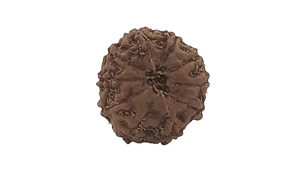 10 Mukhi Rudraksha
