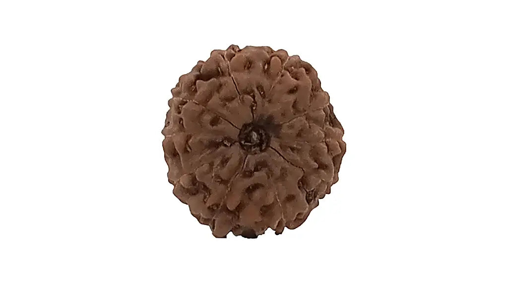 10 Mukhi Rudraksha