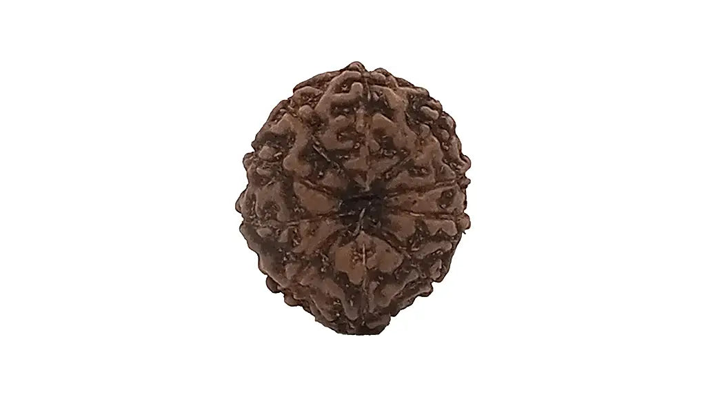 10 Mukhi Rudraksha