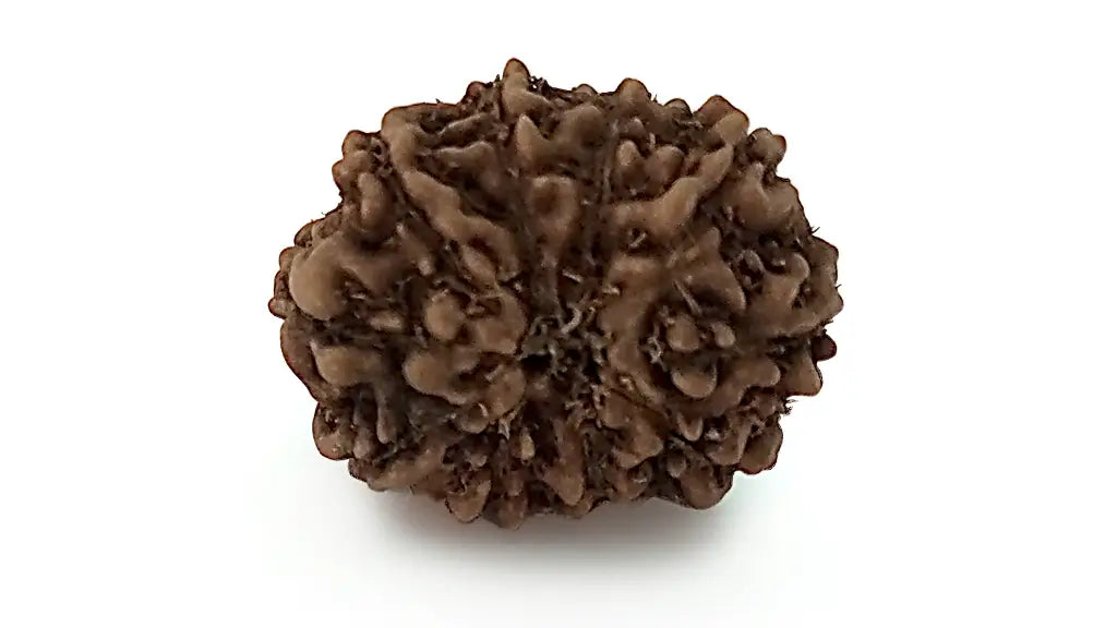 10 Mukhi Rudraksha