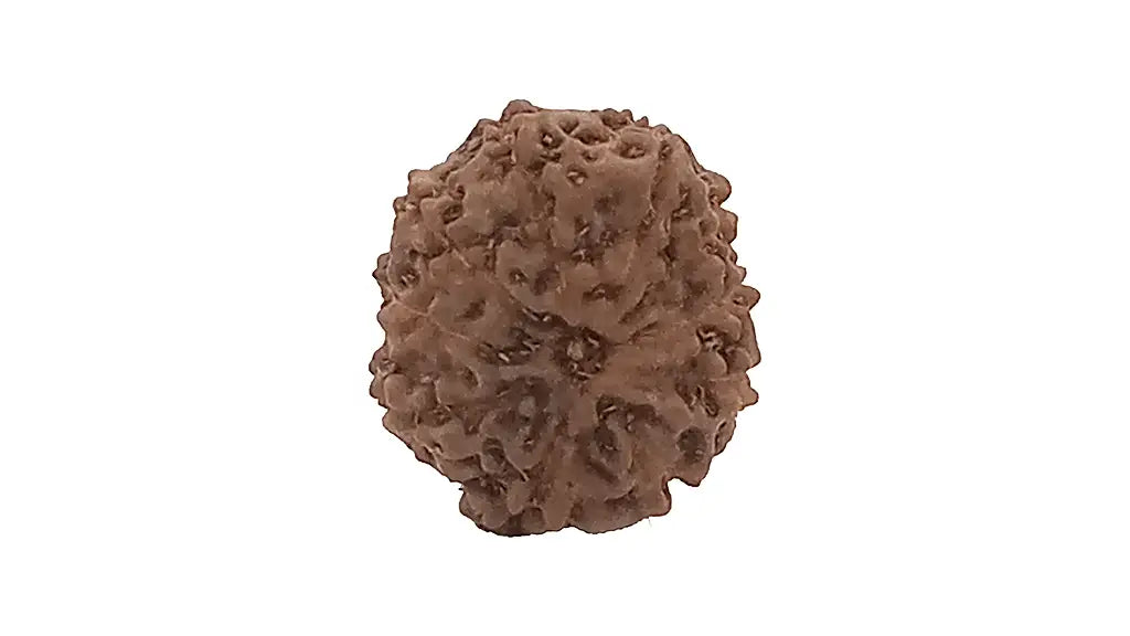 10 Mukhi Rudraksha