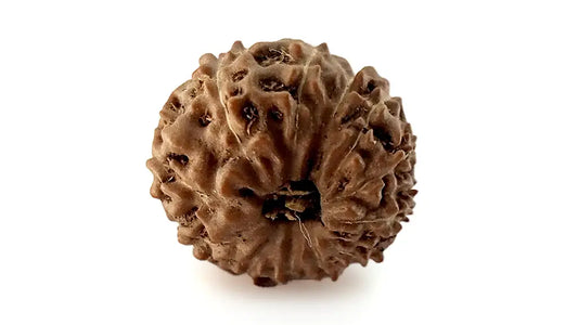 12 Mukhi Rudraksha